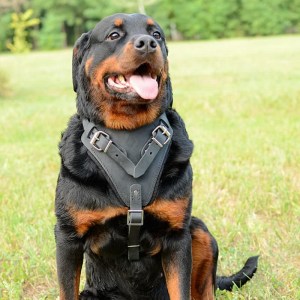 Кожаная черная шлейка для рабочего ротвейлера «Working Dog»
